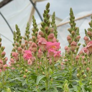 Snapdragon Snaptastic Pink