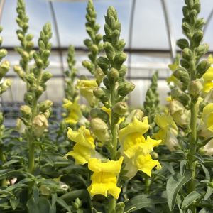 Snapdragon Snaptastic Yellow