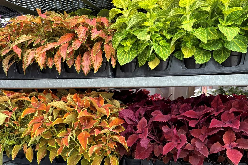 Coleus on Cart