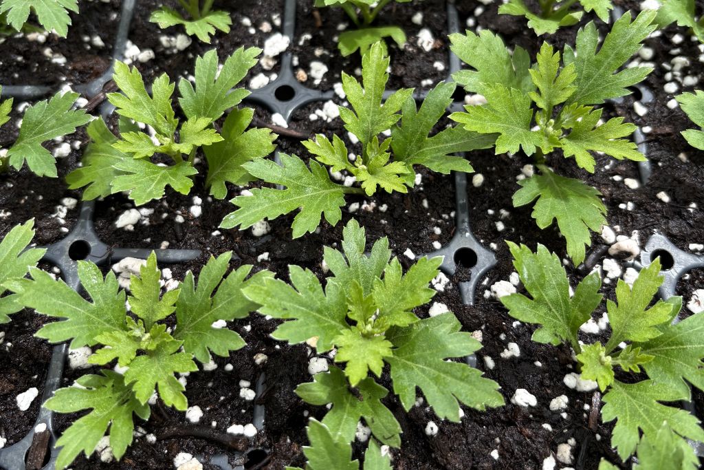 First Crop Mums Rooting