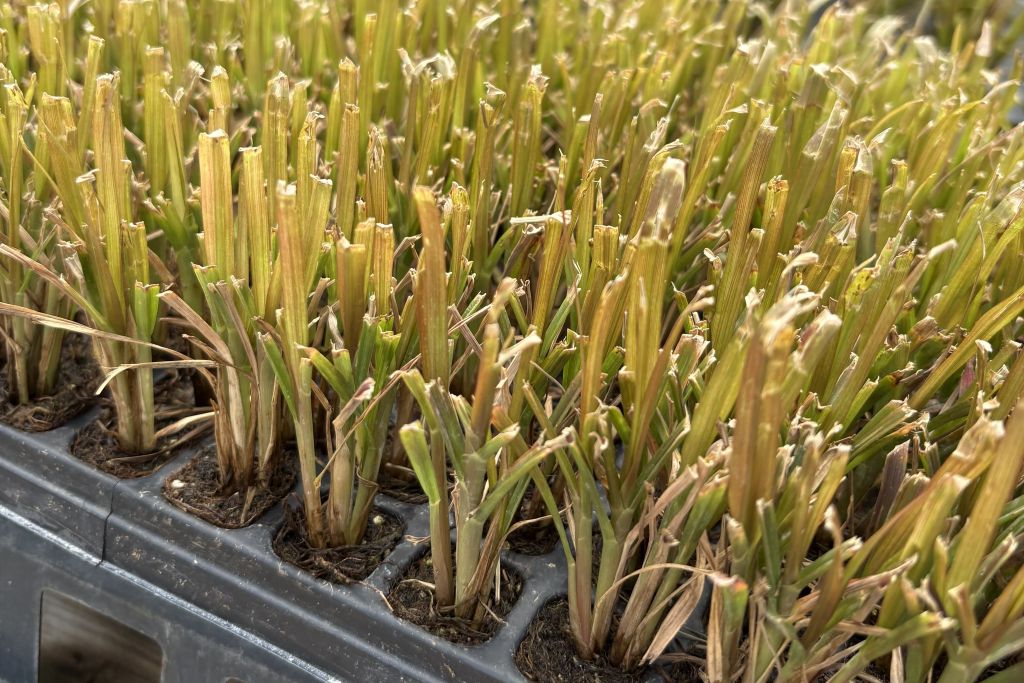 First Grass Liners