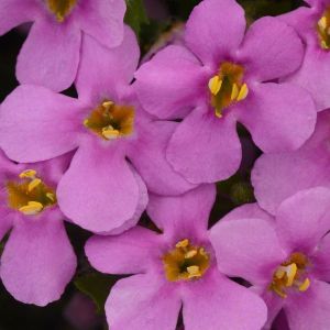 Bacopa MegaCopa Pink