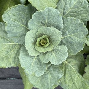 Cabbage, ornamental Savoy Clarissa