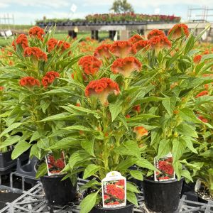 Celosia Twisted Dark Orange