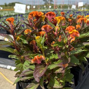 Celosia Twisted Orange Dark Leaf