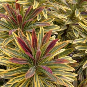 Euphorbia Ascot Rainbow