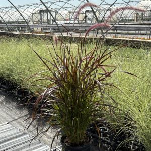 Grass, Pennisetum Rubrum (Purple Fountain Grass)