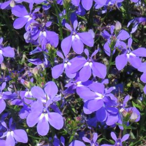 Lobelia Heatopia Blue '27