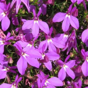 Lobelia Heatopia Magenta