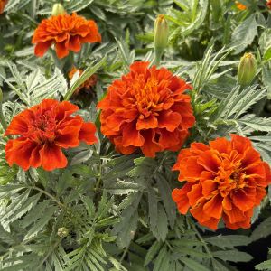 Marigold Fireball