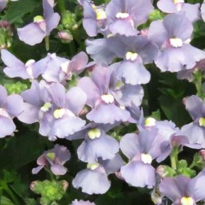 Nemesia Nesia Arctic Blue