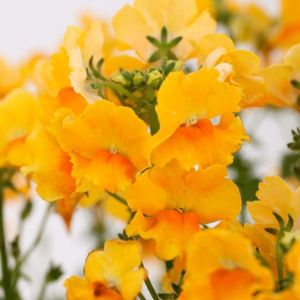 Nemesia Nesia Gold