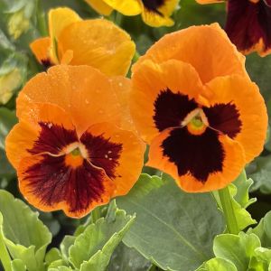 Pansy Inspire Plus Orange Blotch