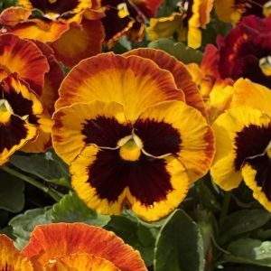 Pansy Matrix Solar Flare