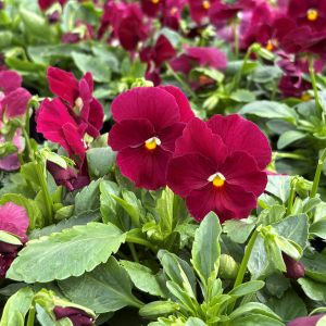 Pansy Matrix Rose