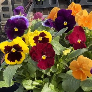 Pansy RCOP Royal Mix - Image 3