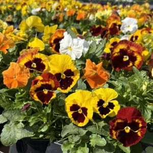 Pansy RCOP Wild Fire Mix
