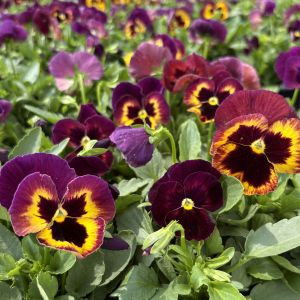 Pansy Spring Matrix Sangria