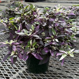 Pepper, ornamental Purple Flash
