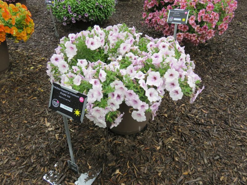 Petchoa SuperCal Premium Purple Ice - Image 2