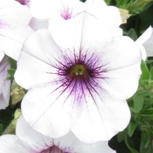 Petchoa SuperCal Premium Purple Ice
