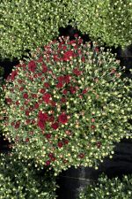 Hardy Garden Mum Roaring Red - Image 2