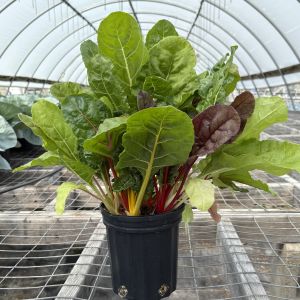 Swiss Chard Bright Lights