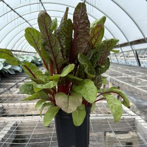 Swiss Chard Rhubarb Red