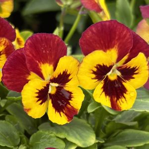 Viola Sorbet Fire