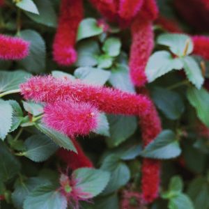 Acalypha Firetail