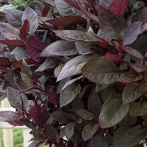 Alternanthera Little Ruby