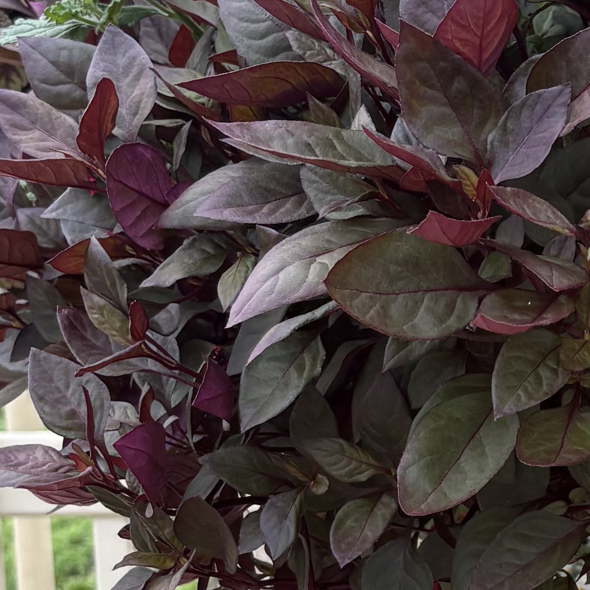 Alternanthera Little Ruby