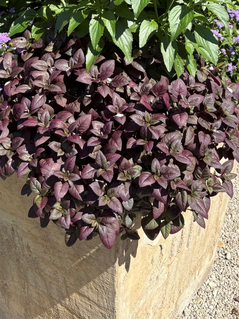 Alternanthera Purple Prince - Image 3