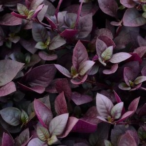 Alternanthera Purple Prince