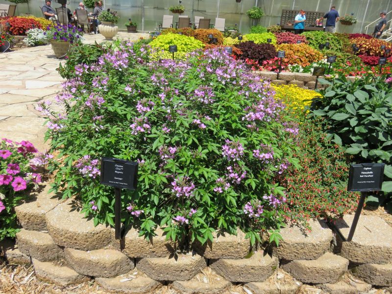 Cleome Clio Magenta - Image 3