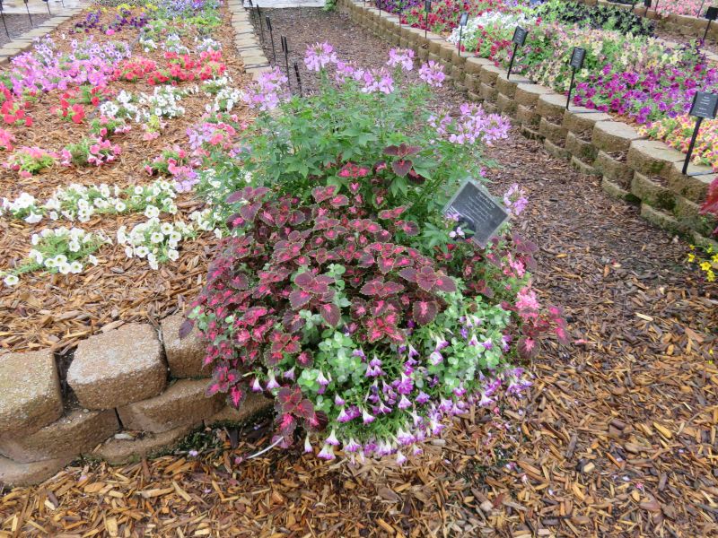 Cleome Clio Magenta - Image 5