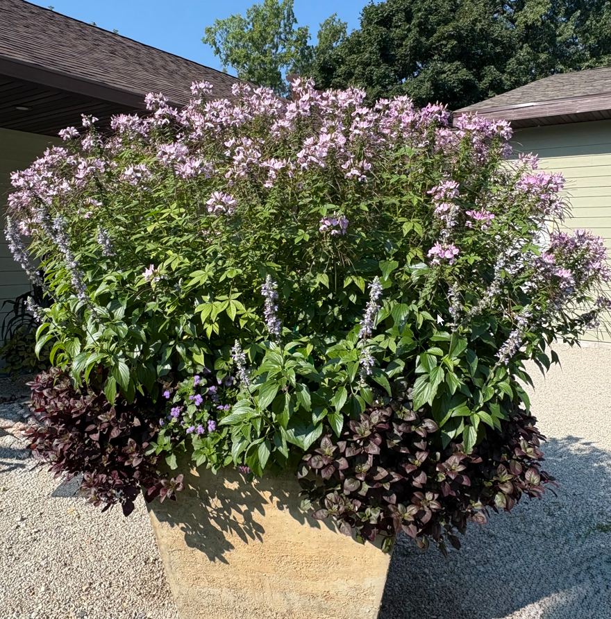 Cleome Clio Magenta - Image 2