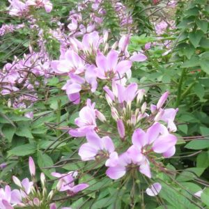 Cleome Clio Magenta