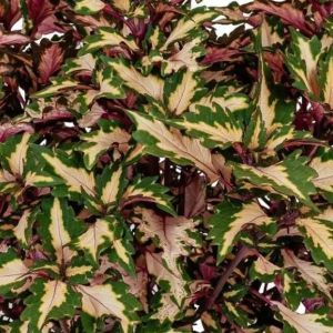 Coleus Down Town Miami Magic
