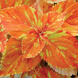 Coleus Golden Freckles