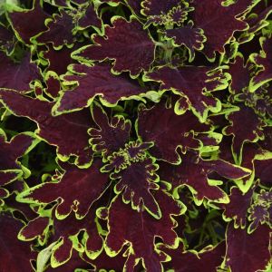 Coleus Limewire