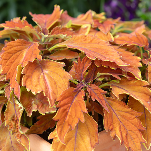 Coleus PartyTime Orange
