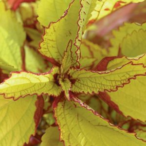 Coleus Pineapple