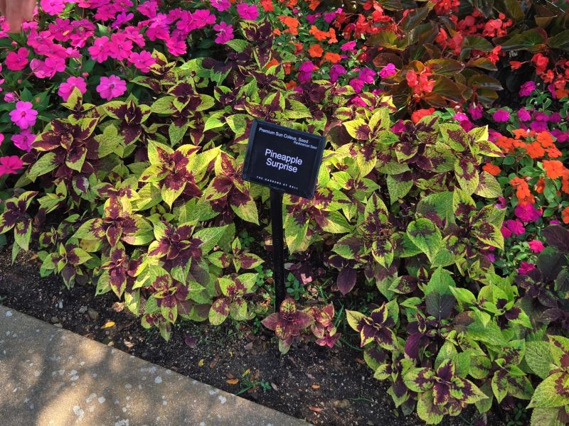 Coleus Premium Sun Pineapple Surprise - Image 4
