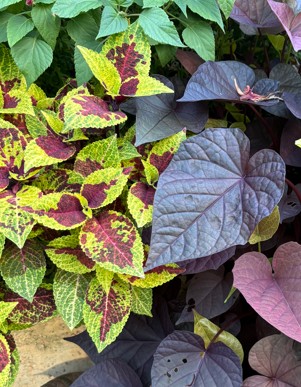 Coleus Premium Sun Pineapple Surprise - Image 3