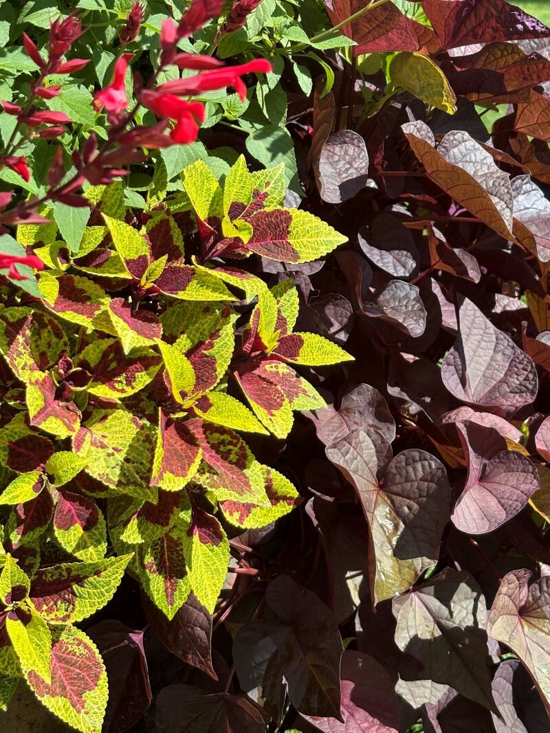 Coleus Premium Sun Pineapple Surprise - Image 2
