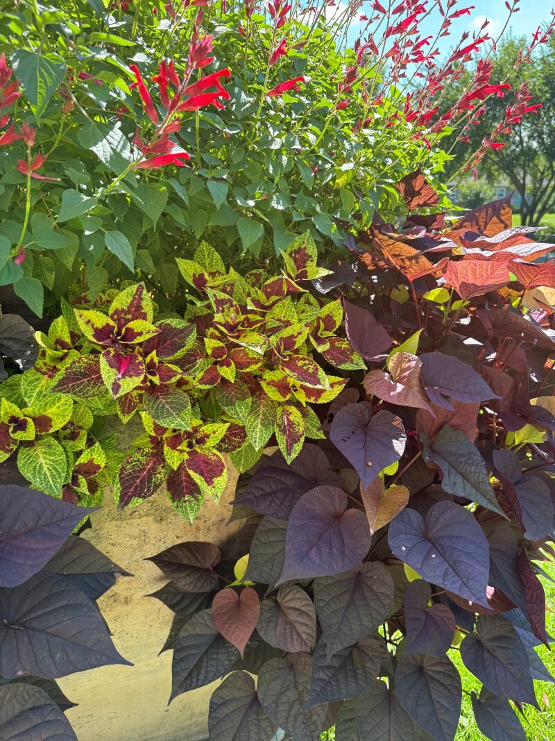 Coleus Premium Sun Pineapple Surprise - Image 5