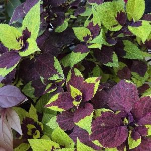 Coleus Premium Sun Pineapple Surprise