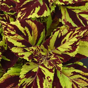 Coleus Prismatic
