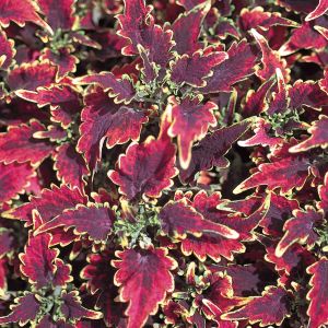 Coleus Sky Fire